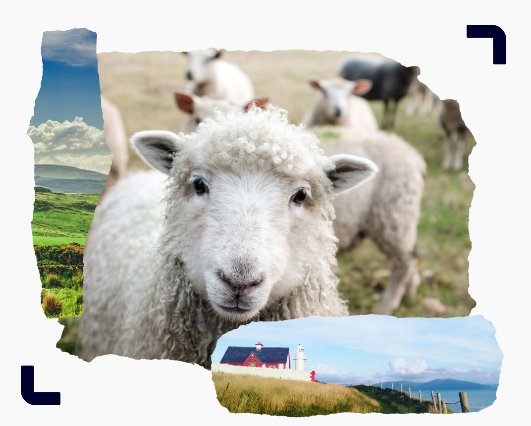 Irish sheep looking into the camera